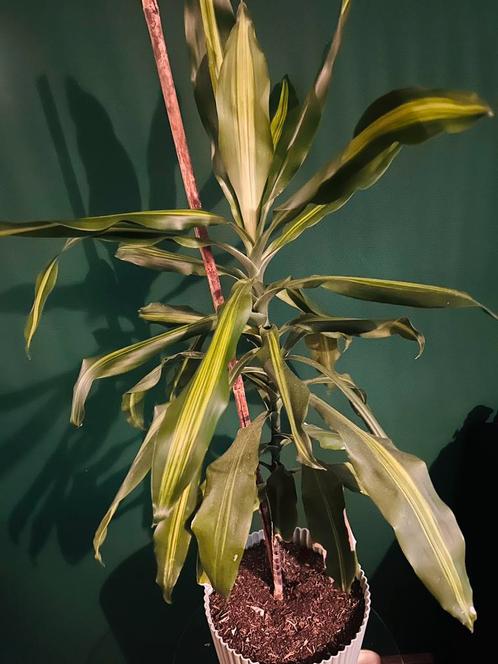 Maisplant 100 cm in sierpot – luchtzuiverend, Huis en Inrichting, Kamerplanten, Overige soorten, 100 tot 150 cm, Groene kamerplant