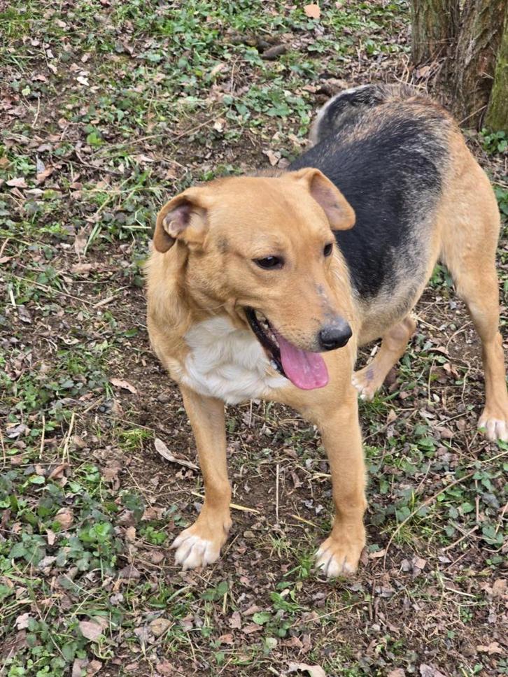 Hashim geeft de hoop niet op, Dieren en Toebehoren, Honden | Niet-rashonden, Middel, Reu, Particulier, Eén hond, Buitenland, 1 tot 2 jaar