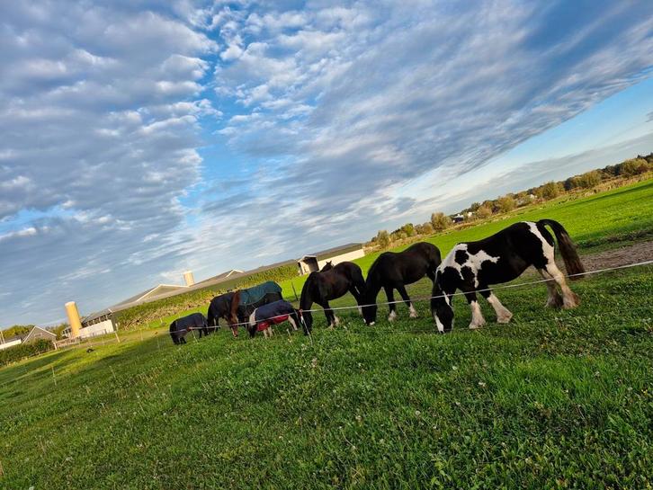 Kleinschalige pensionstal, 24/7 hooi, schuilstal, paddock, Dieren en Toebehoren, Stalling en Weidegang, Opfok, Stalling, Weidegang