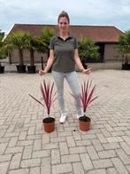 Cordyline Pink Passion - 2 stuks, Ophalen, Overige soorten, Minder dan 100 cm