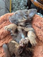 Chorkie, Dieren en Toebehoren, Meerdere, Meerdere dieren, Nederland, Particulier