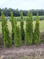 Coniferen Thuja smaragd haag planten 80 tot 200cm struiken, Ophalen of Verzenden, Conifeer, Struik, 100 tot 250 cm