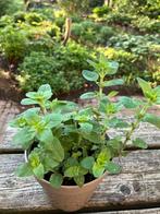 Oregano plant keukenkruid, Tuin en Terras, Planten | Tuinplanten, Volle zon, Vaste plant, Zomer, Ophalen