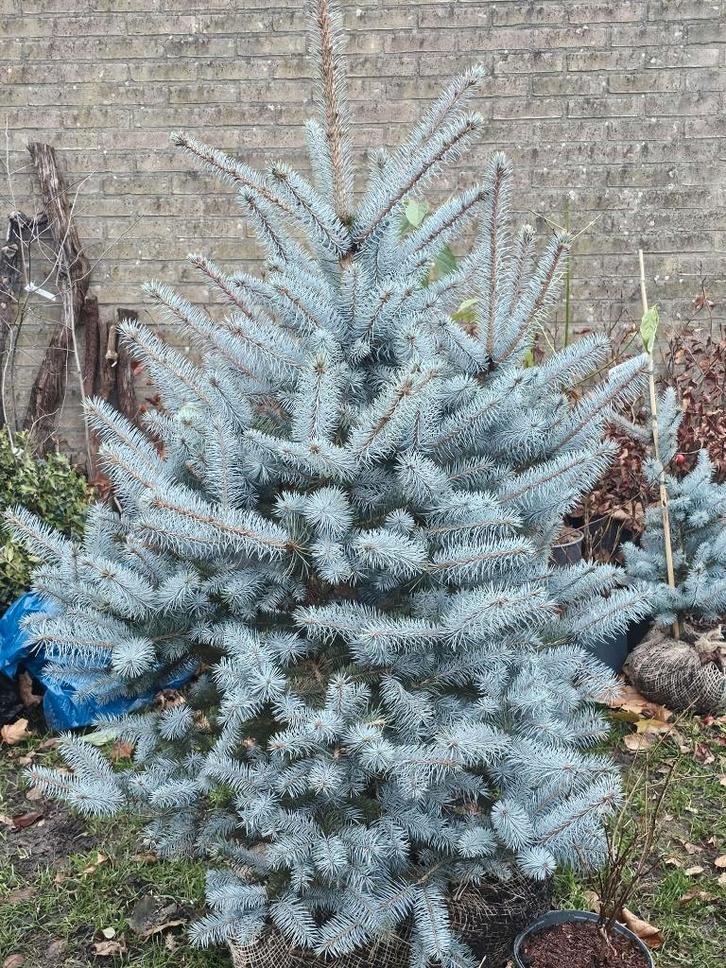 SPAR buiten Picea pungens 'Glauca' Blauwe spar, Tuin en Terras, Planten | Tuinplanten, Vaste plant, Overige soorten, Volle zon