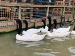 Zwarthals zwanen | Mooie dieren | Passend advies, Meerdere dieren, Gans of Zwaan