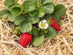 Aardbeien plantjes, Tuin en Terras, Planten | Tuinplanten, Zomer, Vaste plant, Fruitplanten, Ophalen