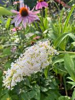 Buddleja ( vlinderstuik ) wit plant, Ophalen of Verzenden