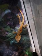 wimpergekko's man/vrouw/baby's, Dieren en Toebehoren, Hagedis