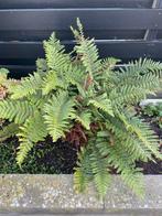 Mooie varen, in goede staat, Ophalen, Volle zon, Vaste plant, Varens
