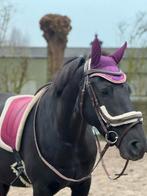 Liefe barock pinto merrie, Dieren en Toebehoren, Merrie, E pony (1.48m - 1.57m)