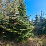 Kerstbomen Nordmann & Picea Glauca 2-5 m, Tuin en Terras, Ophalen, Bloeit niet, Volle zon, Overige soorten