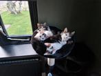 5 Lieve Europese korthaar Kittens zoeken nieuw huisje, Meerdere dieren, Kortharig, 0 tot 2 jaar
