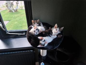 5 Lieve Europese korthaar Kittens zoeken nieuw huisje beschikbaar voor biedingen
