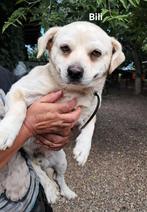 Bili zoekt baasje, Dieren en Toebehoren, Honden | Niet-rashonden, Particulier, Rabiës (hondsdolheid), Reu, Buitenland