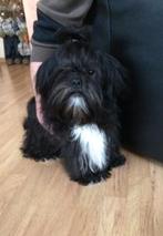 Shih tzu dekreu, Dieren en Toebehoren, Honden | Dekreuen, Rabiës (hondsdolheid), 3 tot 5 jaar, Reu, Nederland