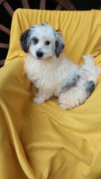 Mailo zoekt Liefdevol huisje !!!!!!!!!!!!!!!!, Dieren en Toebehoren, Honden | Chihuahua's en Gezelschapshonden, Nederland, 15 weken tot 1 jaar