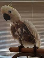 Gezocht Papagaai opvang voor kaketoe., Dieren en Toebehoren, Vogels | Hokken en Kooien, Ophalen of Verzenden, Metaal, Vogelkooi