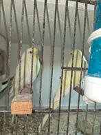 Jonge parkietjes  8 weken oud eten zelf, Dieren en Toebehoren, Vogels | Parkieten en Papegaaien, Meerdere dieren, Parkiet, Tam