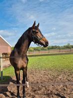 Verzorger gezocht, Dieren en Toebehoren, Paarden en Pony's | Overige Paardenspullen, Ophalen of Verzenden