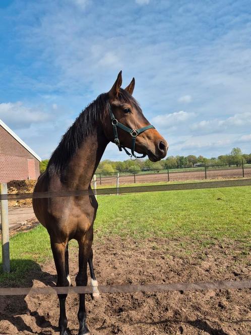 Verzorger gezocht, Dieren en Toebehoren, Paarden en Pony's | Overige Paardenspullen, Ophalen of Verzenden