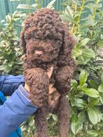 Lagotto Romagnolo pups, Parvo, Overige rassen, 8 tot 15 weken, Meerdere