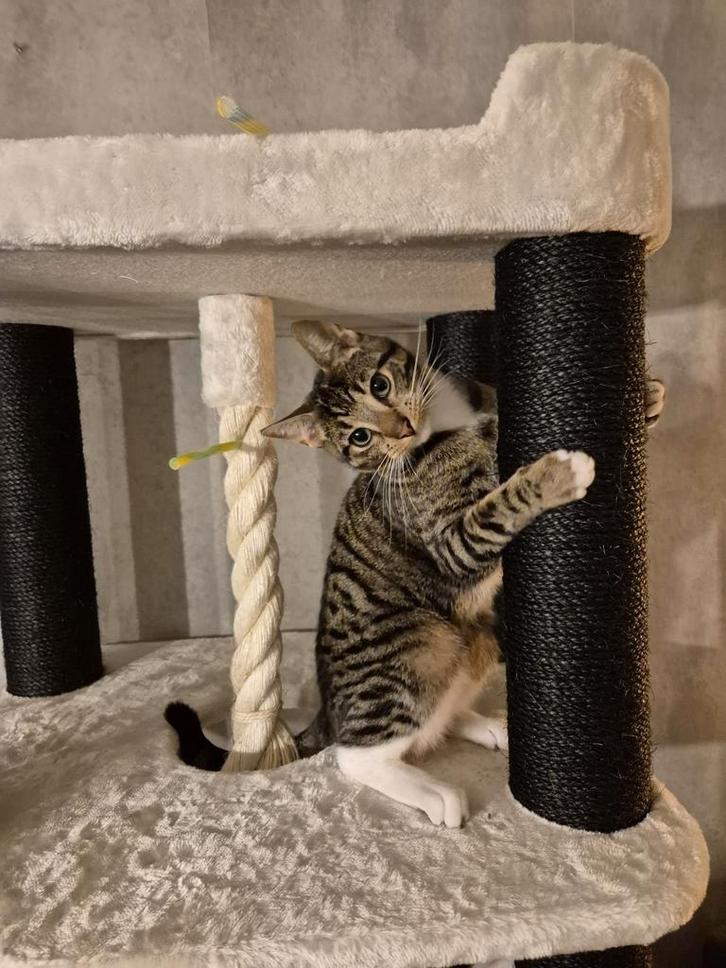 Vermist!! Kater Pumba, Dieren en Toebehoren, Katten en Kittens | Raskatten | Korthaar, Kater, Gechipt