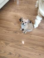 1 boomer teefje, Dieren en Toebehoren, Honden | Chihuahua's en Gezelschapshonden, Overige rassen, Teef, Eén hond, Nederland