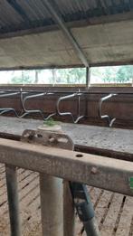 Jongvee boxen, Dieren en Toebehoren, Stalling en Weidegang