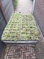 Sedum cassettes 15 stuks afmetingen 1.80 x 2.04 cm, Steen of Klei, Zwart, Nieuw, Ophalen of Verzenden