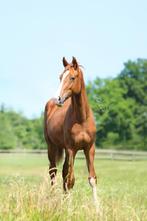 Jaarling merrie, Dieren en Toebehoren, Paarden, Merrie, 0 tot 2 jaar