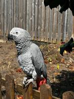 Roodstaartpapegaai, Dieren en Toebehoren, Vogels | Parkieten en Papegaaien, Vrouwelijk, Papegaai, Tam