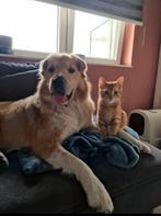 Hond ter adoptie, Dieren en Toebehoren, Honden | Niet-rashonden, Particulier, Buitenland, Eén hond, Middel