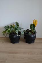 Planten in pot, Ophalen, Zomer, Overige soorten, Halfschaduw