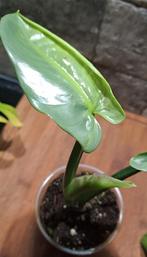 philodendron Silver Sword, Ophalen of Verzenden, Overige soorten, Minder dan 100 cm