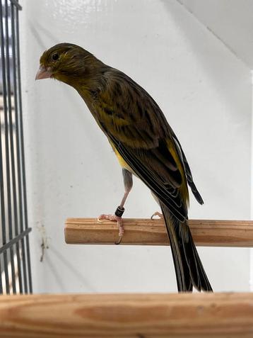 Scotch Fency kanarie man beschikbaar voor biedingen