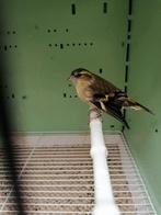 Europese sijs mannen, Mannelijk, Wildzangvogel, Geringd