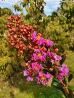 Lagerstroemia Gordon Blue / blauw paarse bloem ‼️, Tuin en Terras, In pot, Zomer, Volle zon, Bolboom