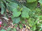 Pindakaasboom niet eetbaar, Tuin en Terras, Planten | Bomen, Overige soorten, Minder dan 100 cm, Ophalen, Volle zon