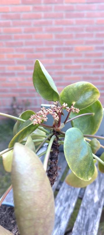 Bloeiende pannenkoekenplant beschikbaar voor biedingen