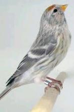 Noordse barmsijzen gevraagd, Dieren en Toebehoren, Vogels | Overige Vogels, Vrouwelijk, Wildzangvogel, Geringd