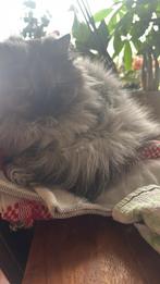 British Longhair Chinchilla, Dieren en Toebehoren, Meerdere dieren