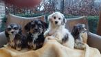 Boomer pups Geweldige Boomer pups !!!!!!!!!!!!!!!!!!!!, Dieren en Toebehoren, Maltezer, Nederland, 15 weken tot 1 jaar, CDV (hondenziekte)