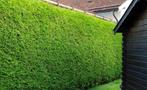 Haagconifeer / haag coniferen / conifeer thuja brabant, Ophalen, Conifeer, 100 tot 250 cm
