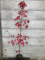 Amberbomen / Liquidambar styraciflua, Tuin en Terras, Planten | Bomen, Ophalen, Volle zon, Overige soorten