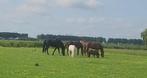 Gezocht stalling, Dieren en Toebehoren, Stalling en Weidegang, Weidegang, 4 paarden of pony's of meer