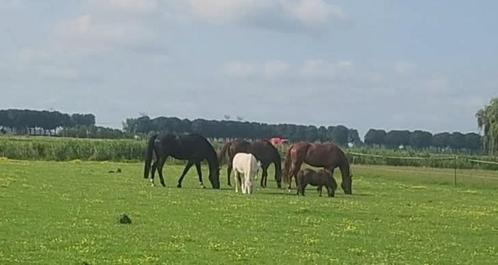 Gezocht stalling, Dieren en Toebehoren, Stalling en Weidegang, Stalling, Weidegang, 4 paarden of pony's of meer