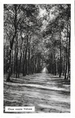 Mooie Veluwe Oude Ongelopen Ansichtkaart (1506 ), Ophalen of Verzenden, Ongelopen