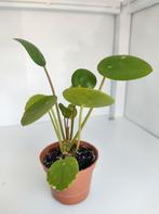 Pannekoekenplantjes, Groene kamerplant, Ophalen of Verzenden, Halfschaduw, Minder dan 100 cm