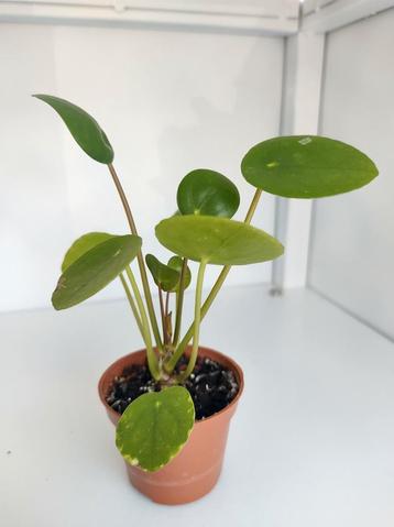 Pannekoekenplantjes beschikbaar voor biedingen