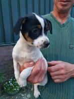 Boerenfox pups 3 kleurig, Dieren en Toebehoren, Honden | Jack Russells en Terriërs, Rabiës (hondsdolheid), Overige rassen, 8 tot 15 weken